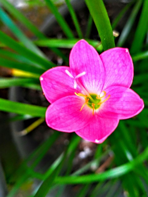 ♥ flower