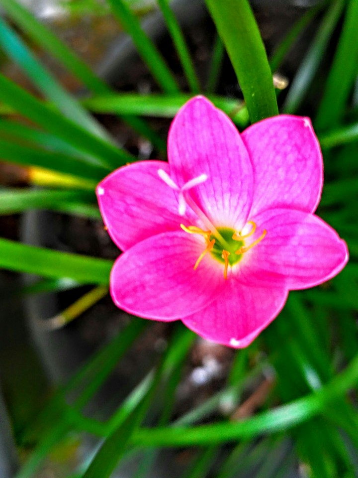 ♥ flower
