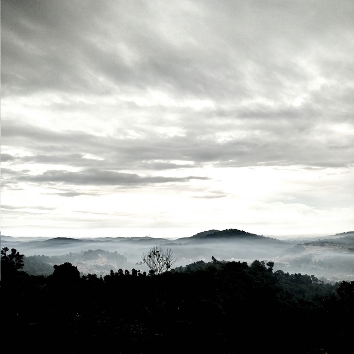 Mountain Mist