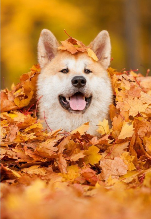 akita inu