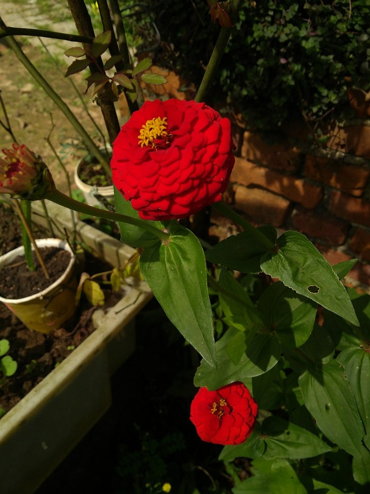 Flower red..