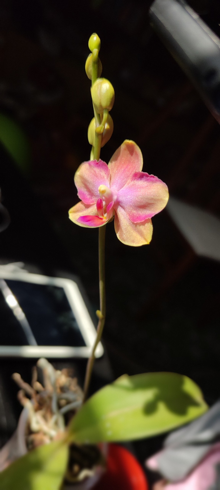 orchid
