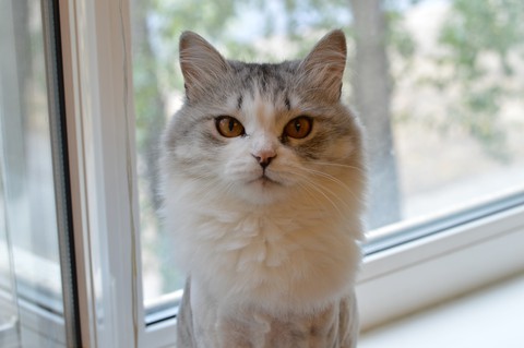 cat