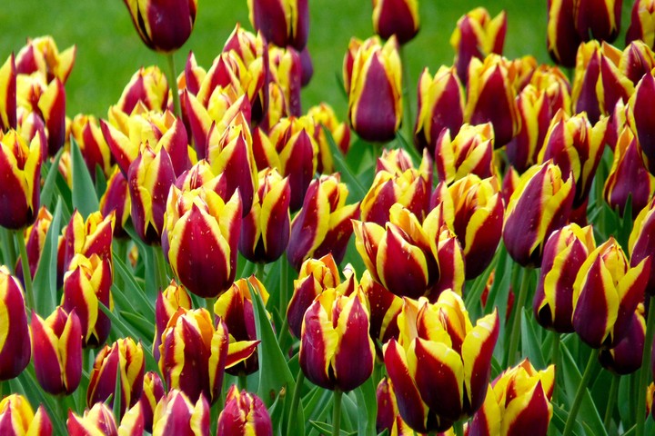 fire tulip