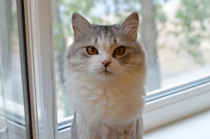 cat