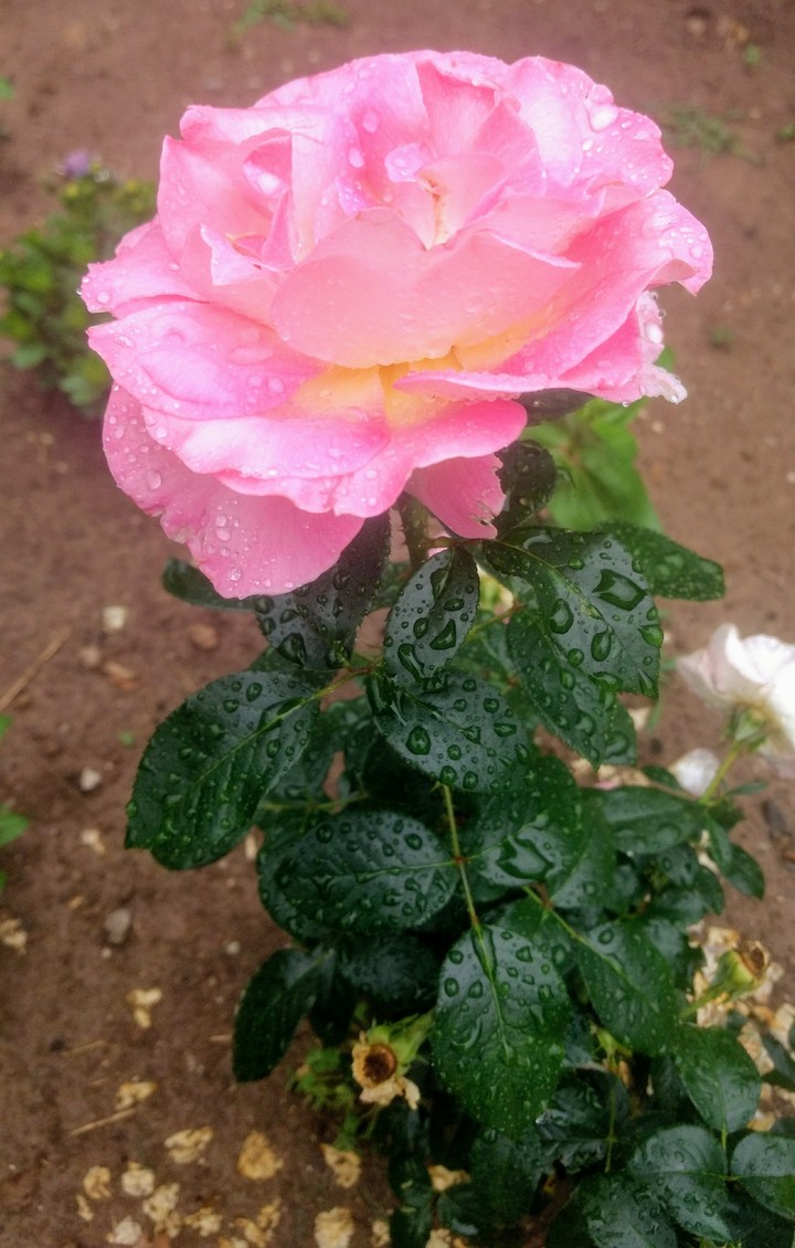 Pink rose.
