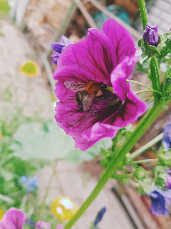 Save the bee's 