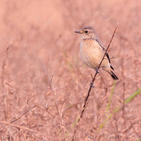 sfondi bird, emberizidae