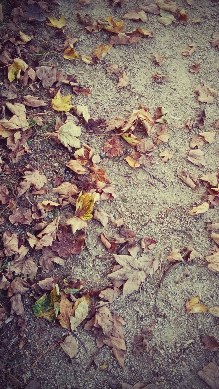 autumn