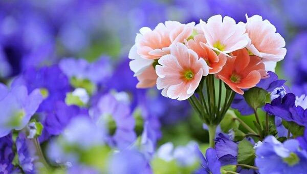 ....flowers