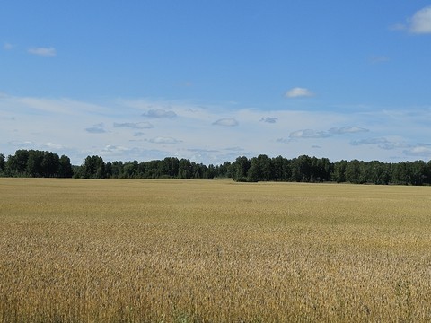 hình nền sky, agriculture