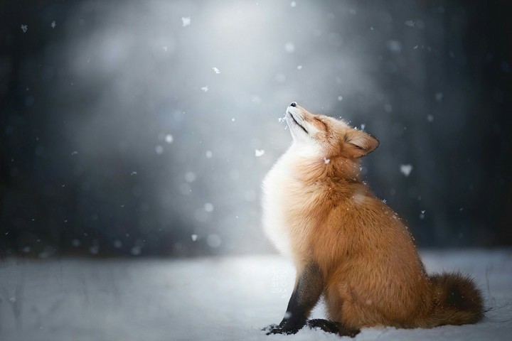 fox