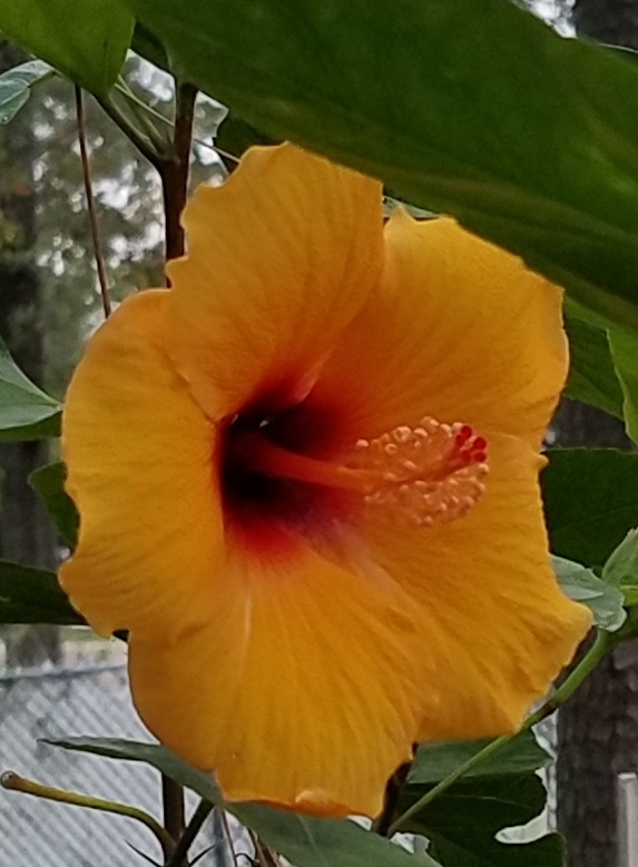 blooming_cold autim