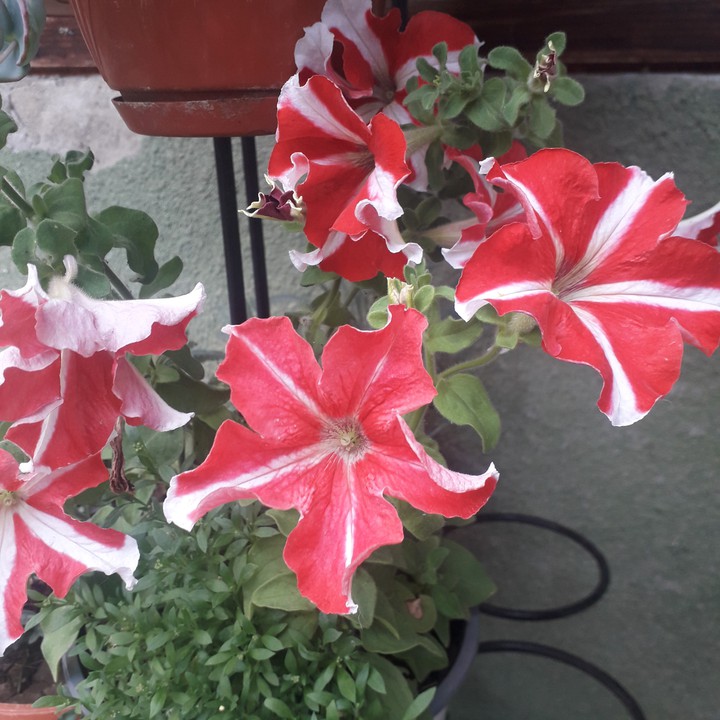 petunia