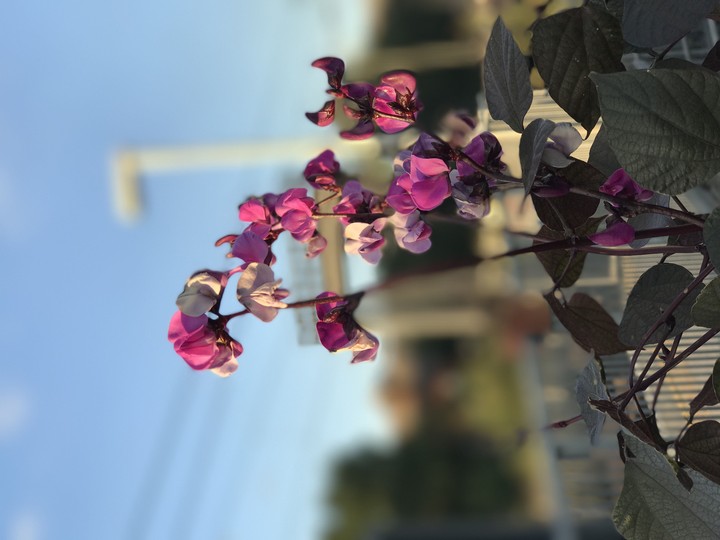 Pink flowers