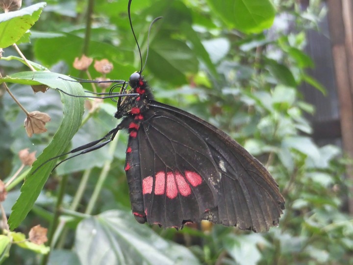 Black and Pink Butterfly