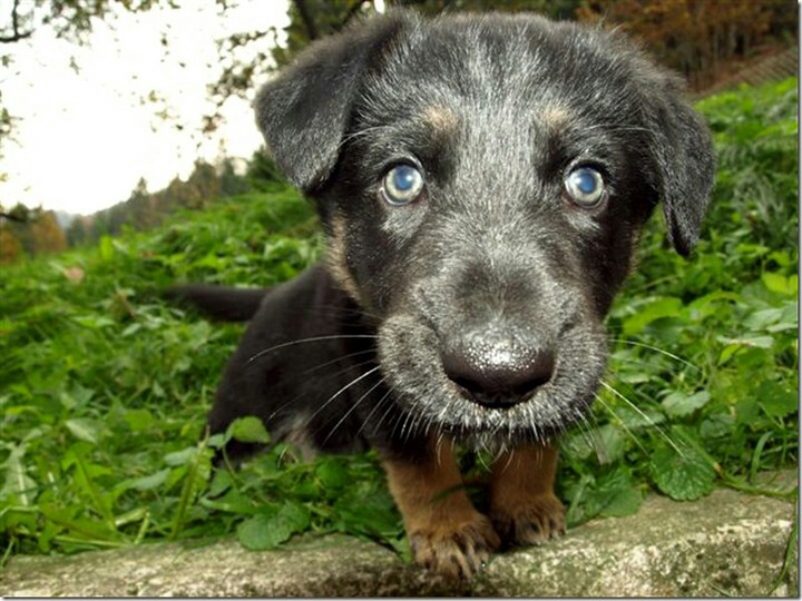 Cute puppy