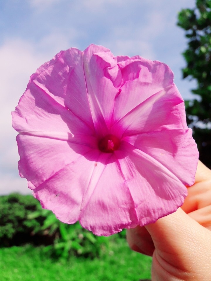 flower