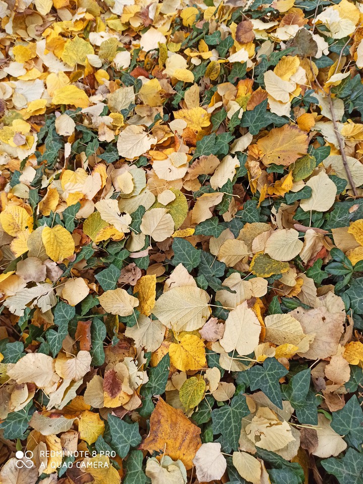 pattern