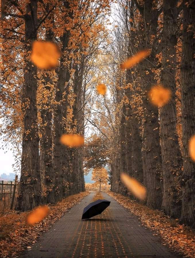 Fall by Honey Bell & Olympus