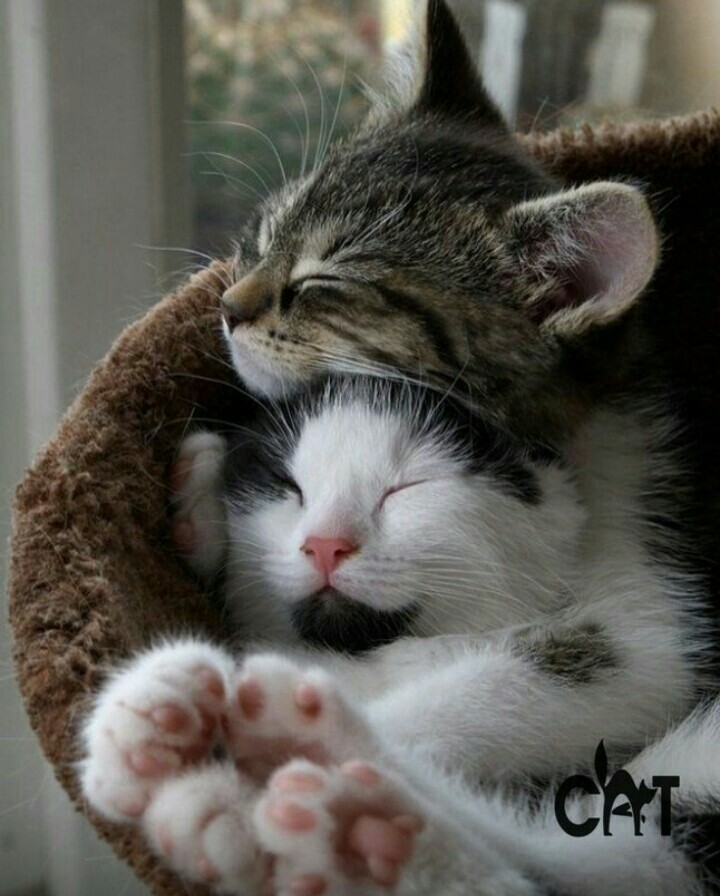 коти