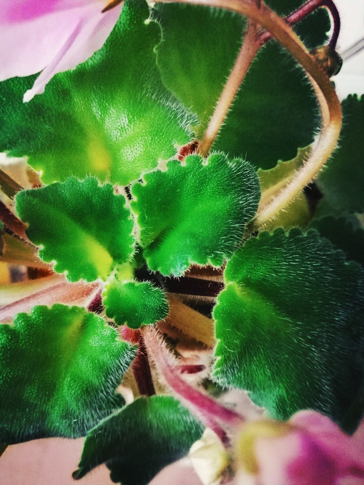 leaves