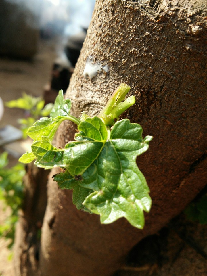 leaf