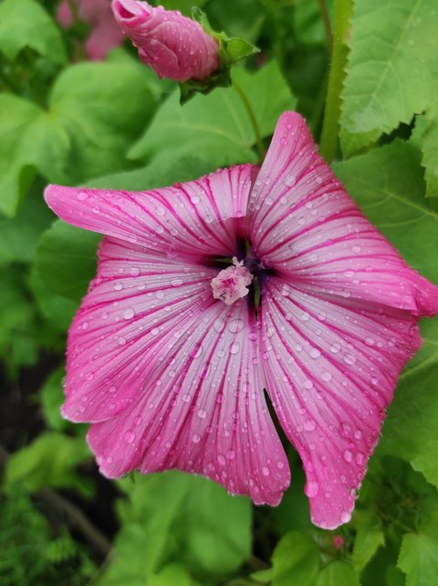 רקעים plant, pink