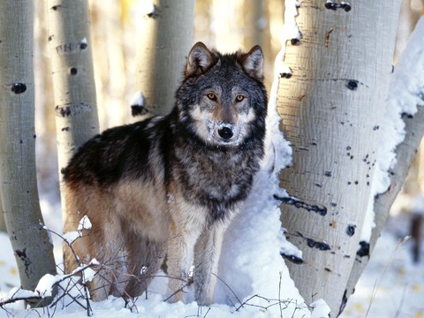 world wolf