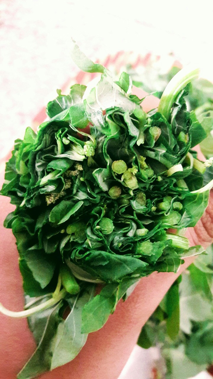 cute vege