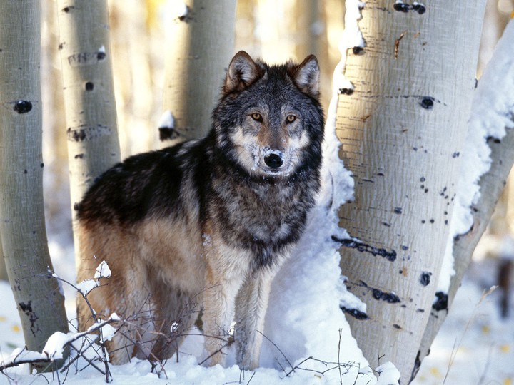 world wolf