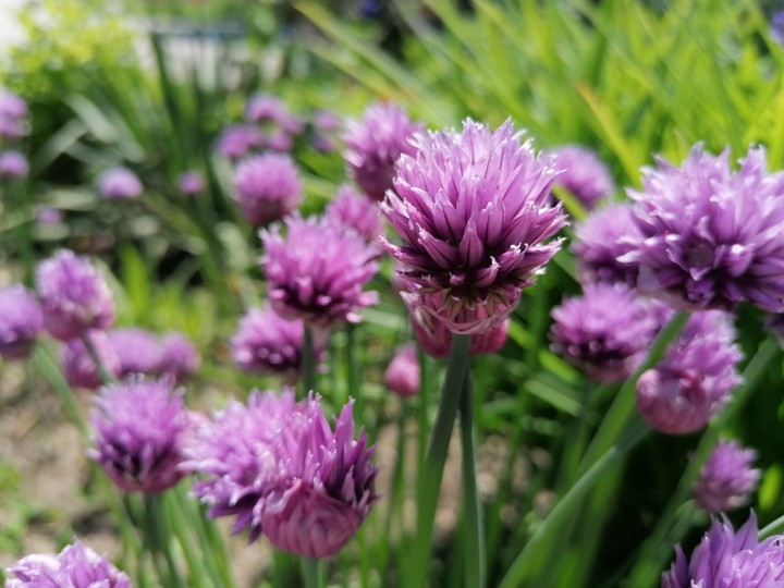 purple flowers