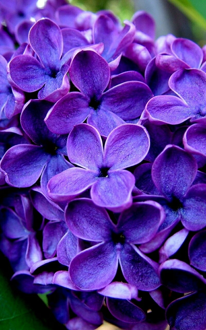 Purple Flowers