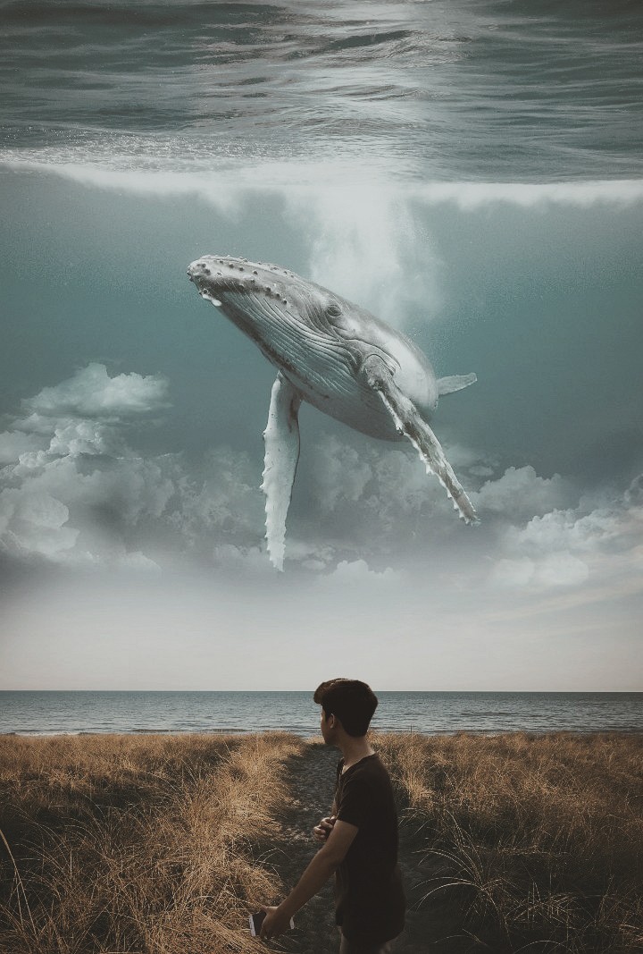 humpback in the sky