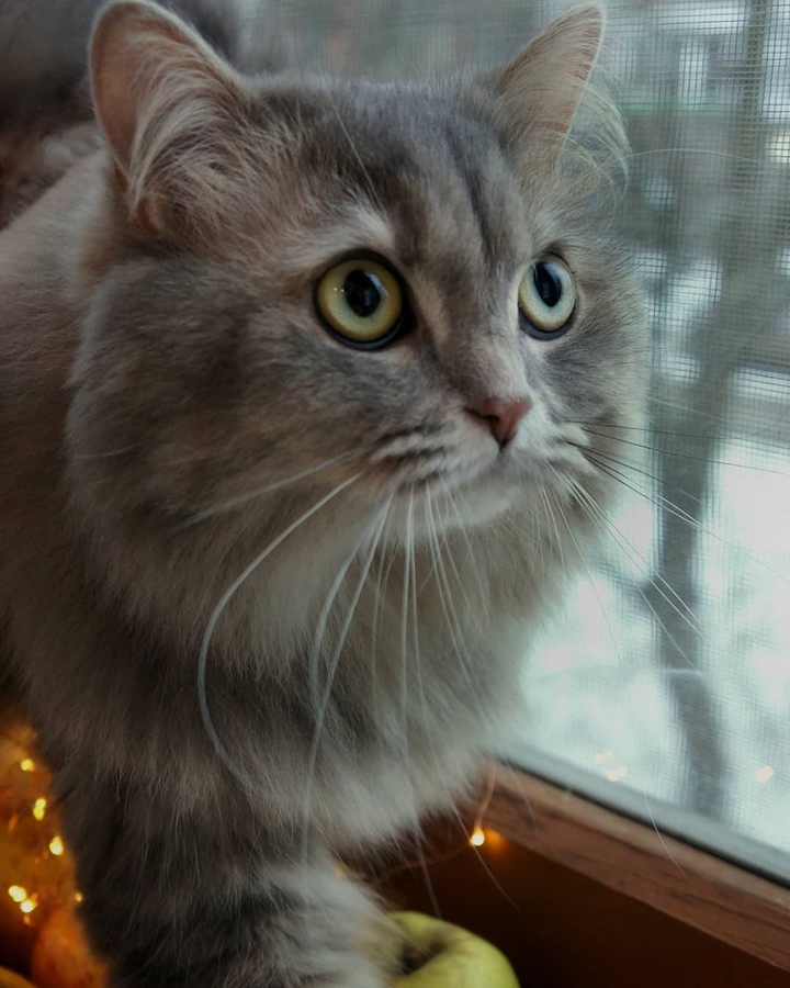 cat