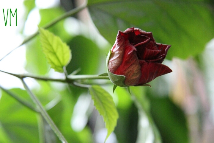 rosa flor роза цветок