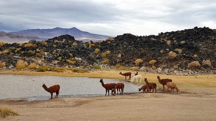 Antofagasta de la Sierra