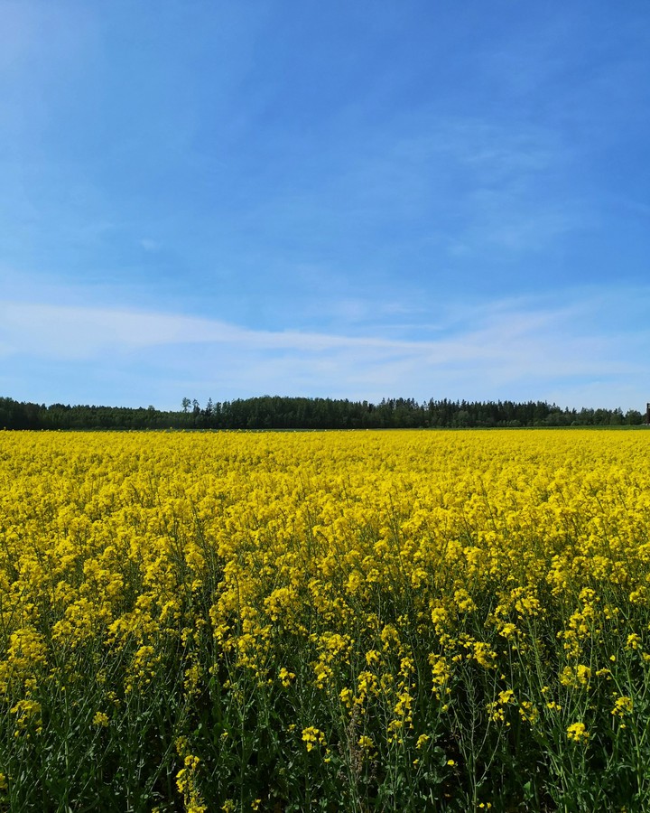 rapeseed field