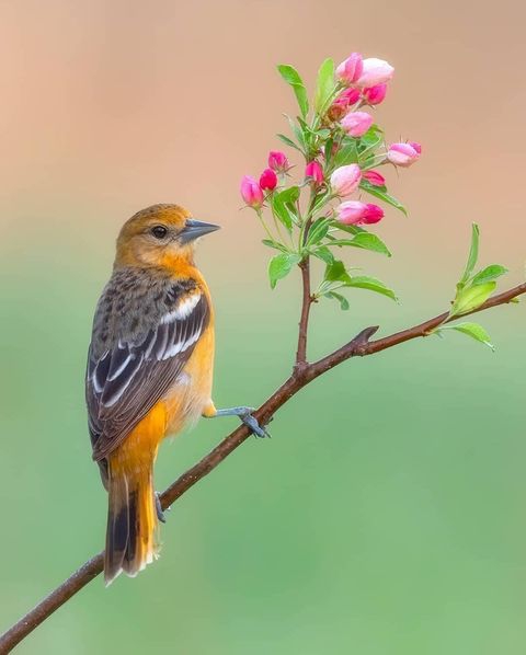 Goraiya Birds