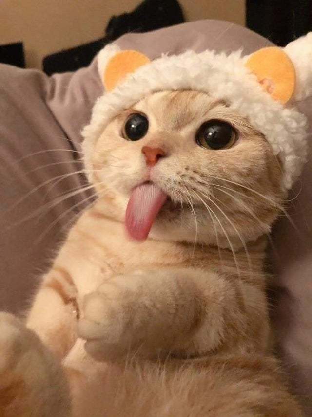 МИЛЫЙ КОТИК!