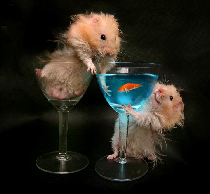 mouse