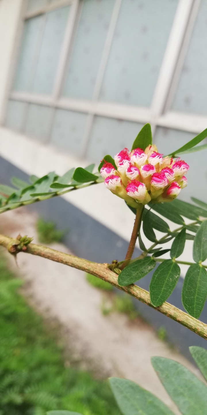 pink flower