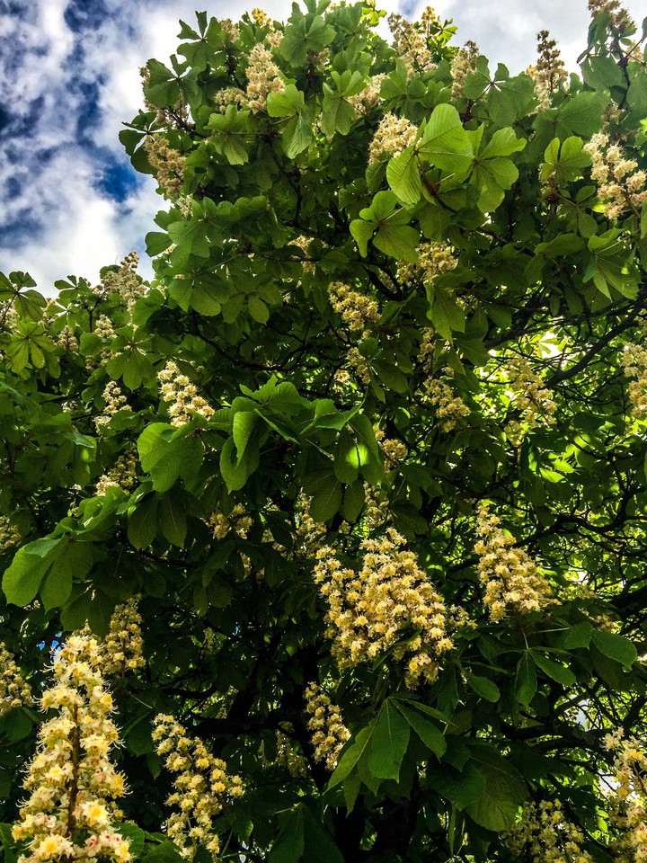 tree