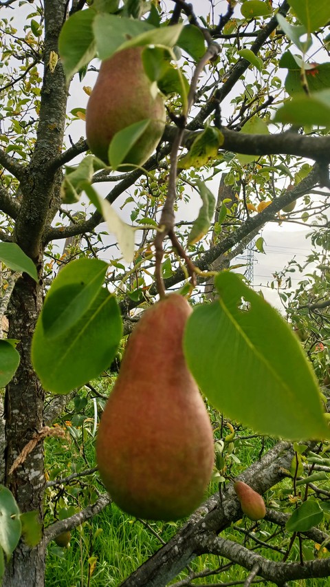 Autumn ?