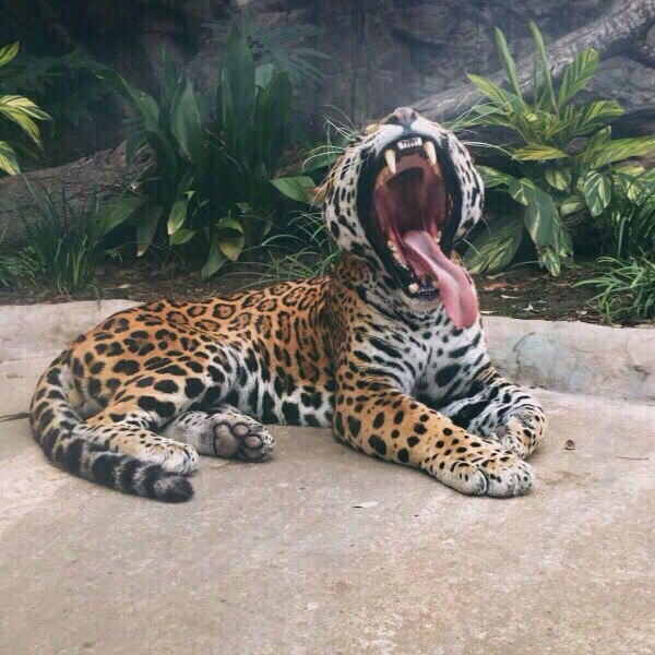 leopard
