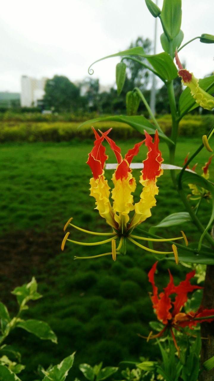 Flower.. Color Mix..