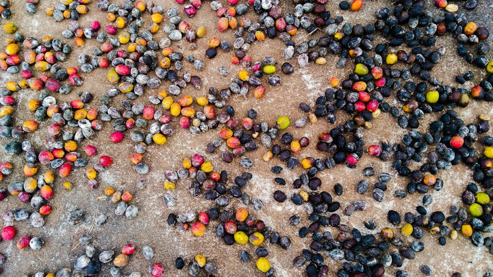 coffee seed