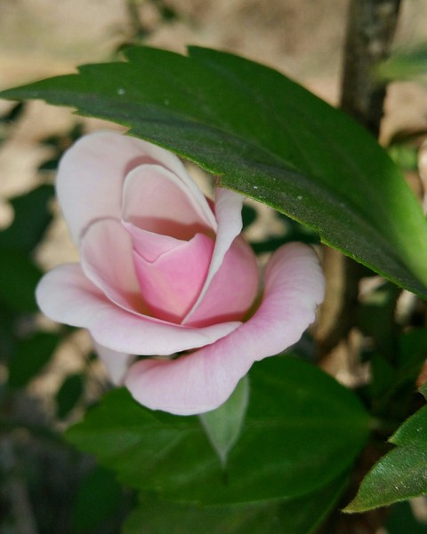 VIPUL