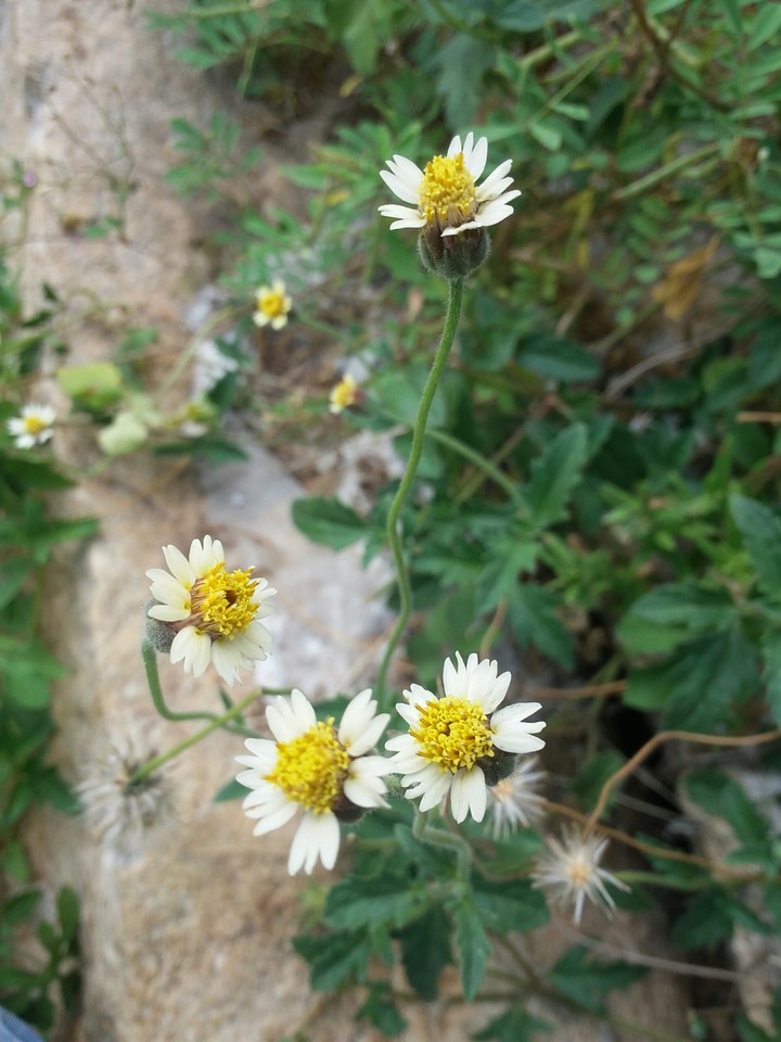 yellow flower