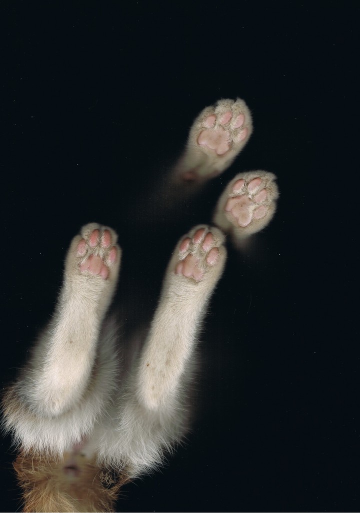 cat's feet